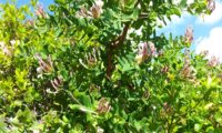 madressilva-entrelaçada - Lonicera implexa (21)