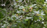 sanguinho-de-água - Frangula alnus (12)