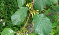 sanguinho-de-água - Frangula alnus (4)