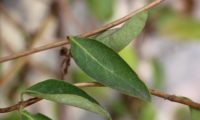 madressilva-das-boticas - Lonicera periclymenum (1) madressilva-das-boticas - Lonicera periclymenum (1)