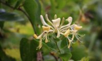 madressilva-das-boticas - Lonicera periclymenum (10) madressilva-das-boticas - Lonicera periclymenum (10)
