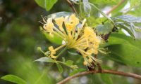 madressilva-das-boticas - Lonicera periclymenum (11) madressilva-das-boticas - Lonicera periclymenum (11)