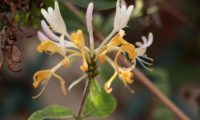 madressilva-das-boticas - Lonicera periclymenum (12) madressilva-das-boticas - Lonicera periclymenum (12)