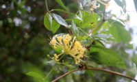 madressilva-das-boticas - Lonicera periclymenum (13) madressilva-das-boticas - Lonicera periclymenum (13)
