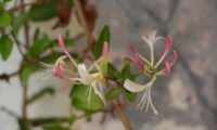 madressilva-das-boticas - Lonicera periclymenum (14) madressilva-das-boticas - Lonicera periclymenum (14)