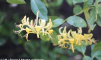 madressilva-das-boticas - Lonicera periclymenum (16) madressilva-das-boticas - Lonicera periclymenum (16)