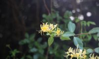 madressilva-das-boticas - Lonicera periclymenum (17) madressilva-das-boticas - Lonicera periclymenum (17)
