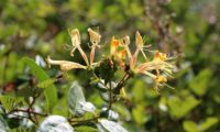madressilva-das-boticas - Lonicera periclymenum (18) madressilva-das-boticas - Lonicera periclymenum (18)