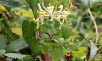 madressilva-das-boticas - Lonicera periclymenum (19) madressilva-das-boticas - Lonicera periclymenum (19)
