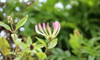 madressilva-das-boticas - Lonicera periclymenum (2) madressilva-das-boticas - Lonicera periclymenum (2)