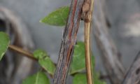 madressilva-das-boticas - Lonicera periclymenum (20) madressilva-das-boticas - Lonicera periclymenum (20)