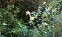 madressilva-das-boticas - Lonicera periclymenum (22) madressilva-das-boticas - Lonicera periclymenum (22)
