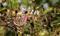 madressilva-das-boticas - Lonicera periclymenum (3) madressilva-das-boticas - Lonicera periclymenum (3)