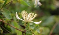 madressilva-das-boticas - Lonicera periclymenum (4) madressilva-das-boticas - Lonicera periclymenum (4)