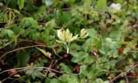 madressilva-das-boticas - Lonicera periclymenum (5) madressilva-das-boticas - Lonicera periclymenum (5)
