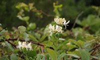 madressilva-das-boticas - Lonicera periclymenum (6) madressilva-das-boticas - Lonicera periclymenum (6)