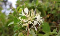 madressilva-das-boticas - Lonicera periclymenum (7) madressilva-das-boticas - Lonicera periclymenum (7)