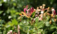 madressilva-das-boticas - Lonicera periclymenum (8) madressilva-das-boticas - Lonicera periclymenum (8)