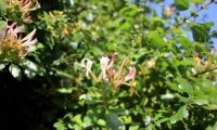 madressilva-das-boticas - Lonicera periclymenum (9) madressilva-das-boticas - Lonicera periclymenum (9)